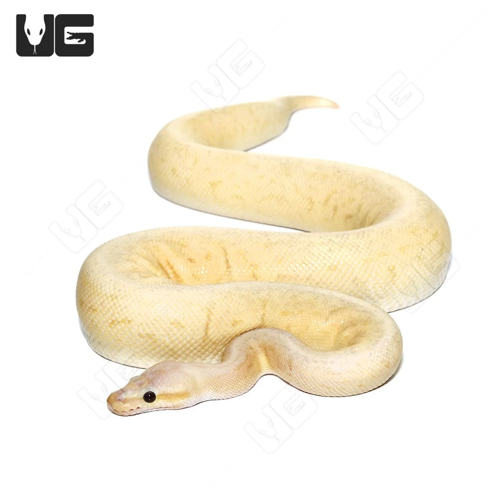 2021 Banana Cinnamon Pinstripe Ball Python (#212) - Image 2