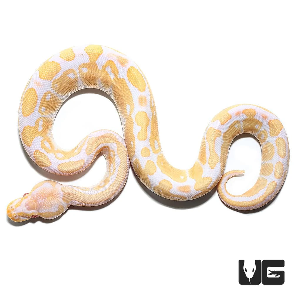Baby Female Albino Ball Python (#37) - Image 3