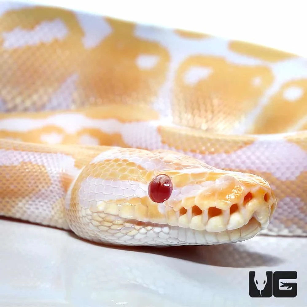 Baby Female Albino Ball Python (#37) - Image 2