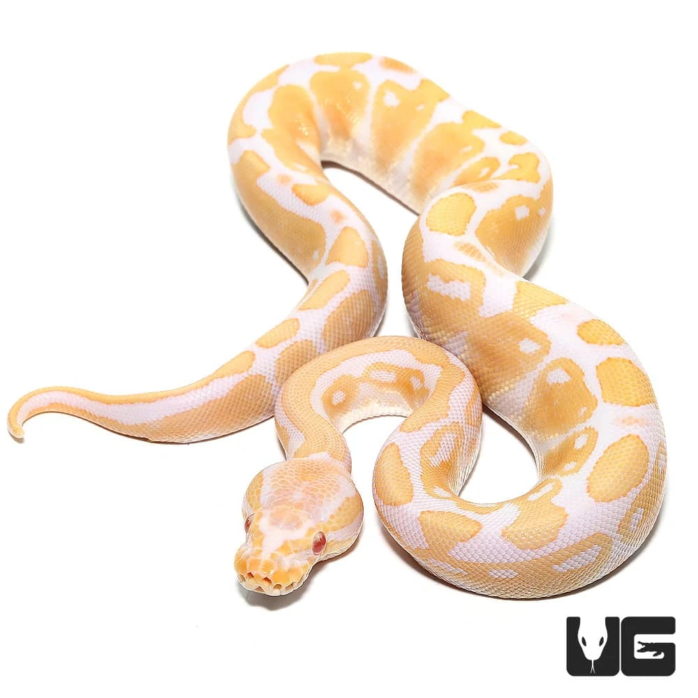 Baby Female Albino Ball Python (#37) - Image 4