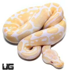 Baby Female Albino Ball Python (#37)