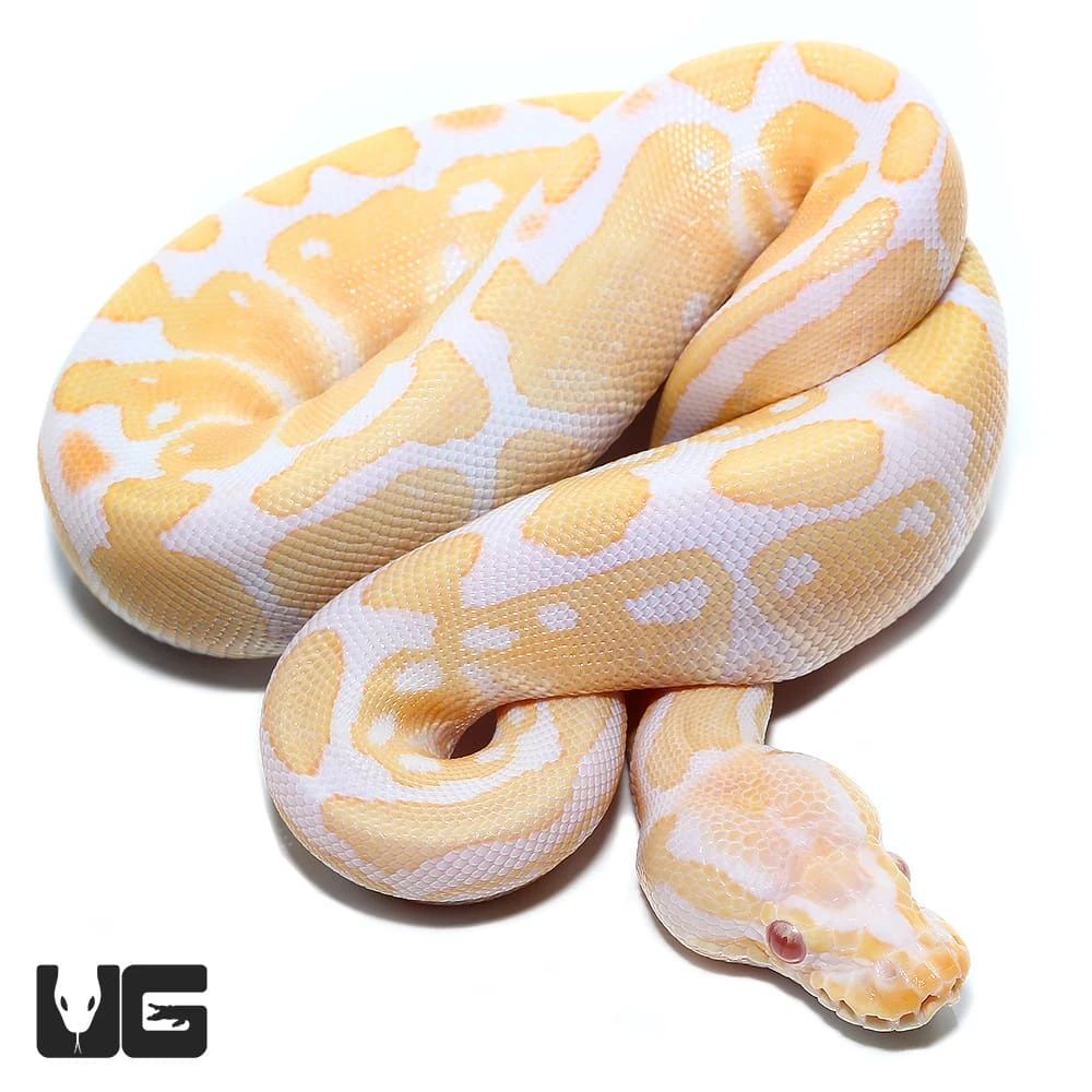 Baby Female Albino Ball Python (#37)