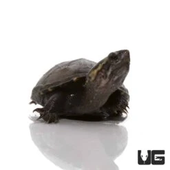 Baby Mississippi Mud Turtle