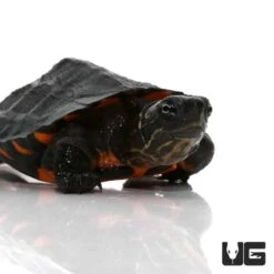 Baby Kwangtung River Turtle
