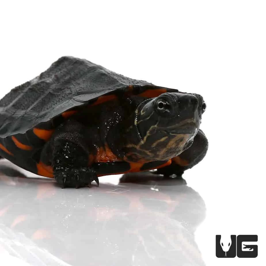 Baby Kwangtung River Turtle