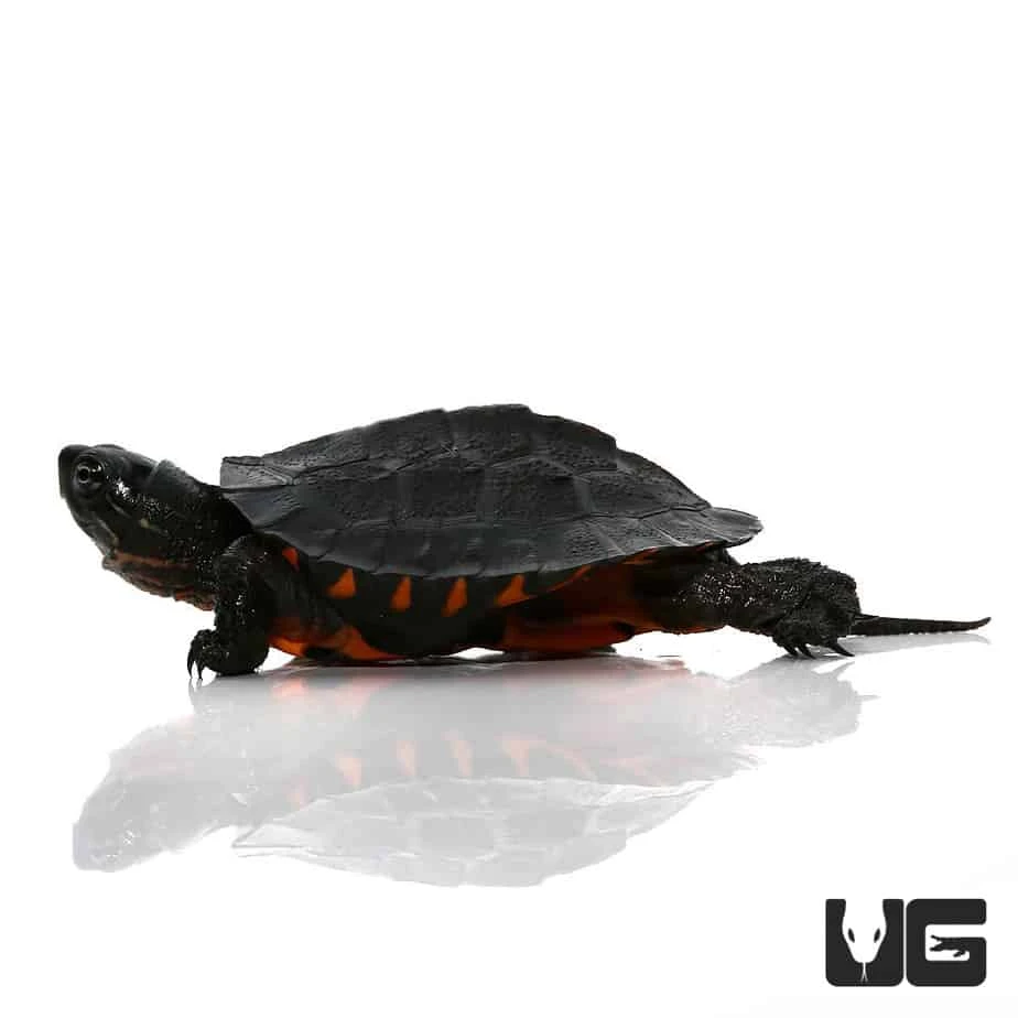 Baby Kwangtung River Turtle - Image 2