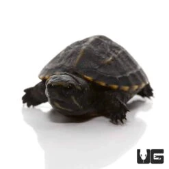 Baby Three Striped Mud Turtle