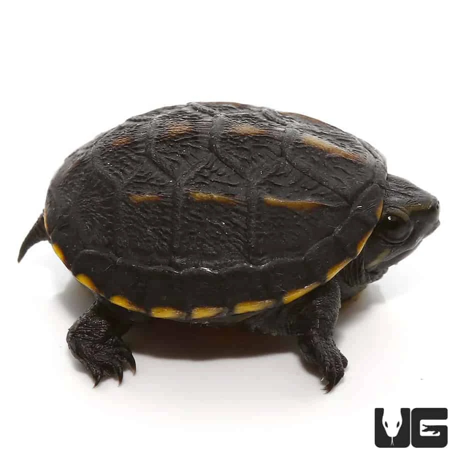 Baby Three Striped Mud Turtle - Image 4