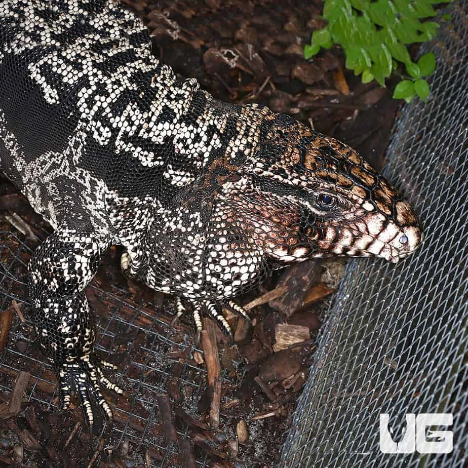 Adult Breeding Argentine Black And White Tegu - Image 2