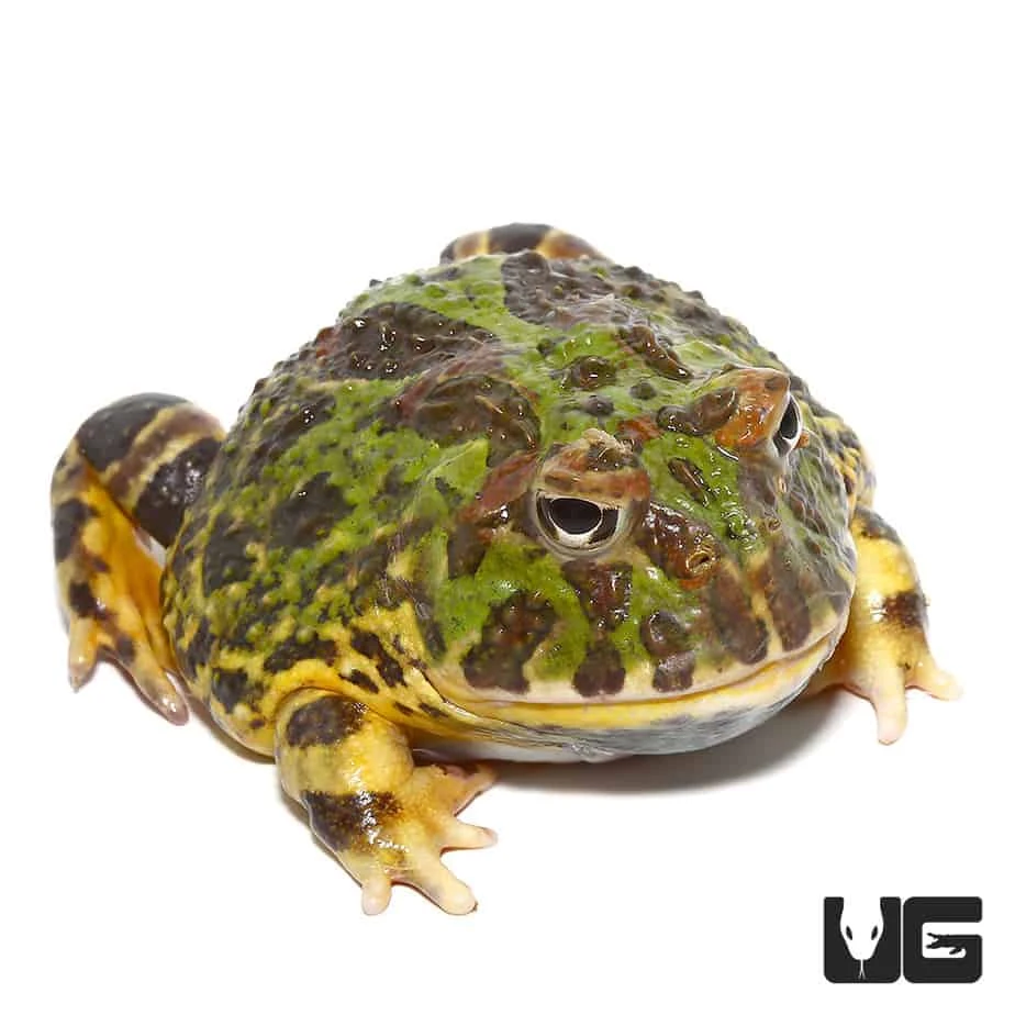 Adult Green Leopard Pacman Frog #2