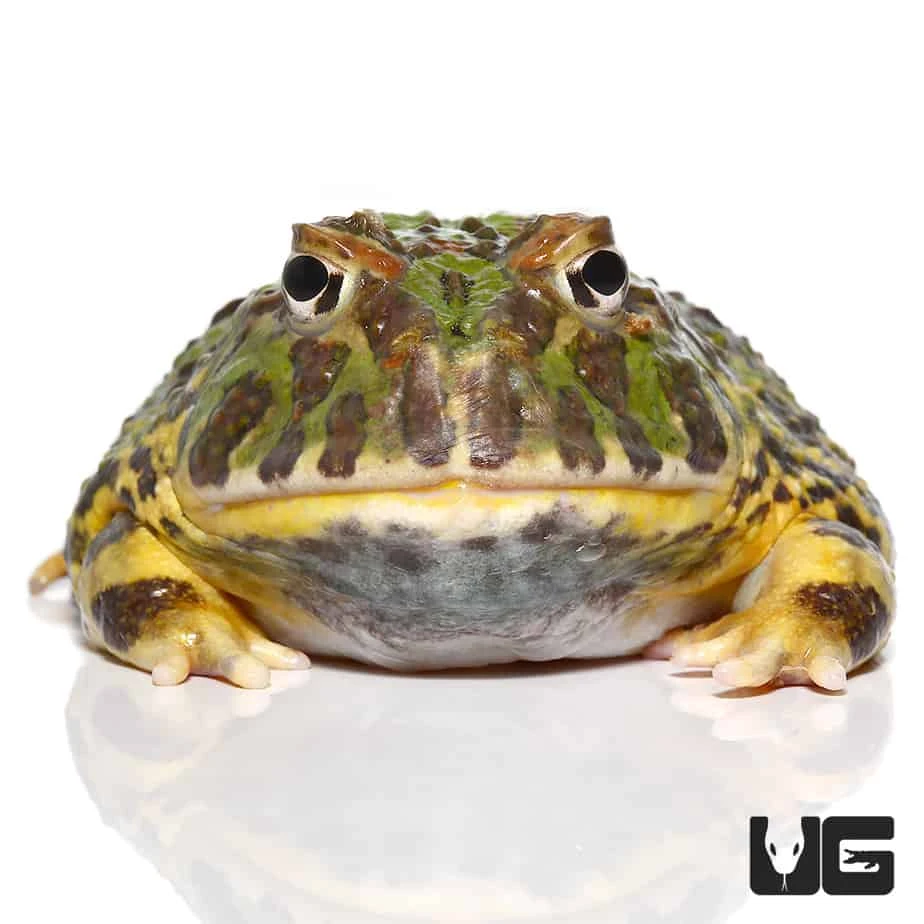 Adult Green Leopard Pacman Frog #2 - Image 2