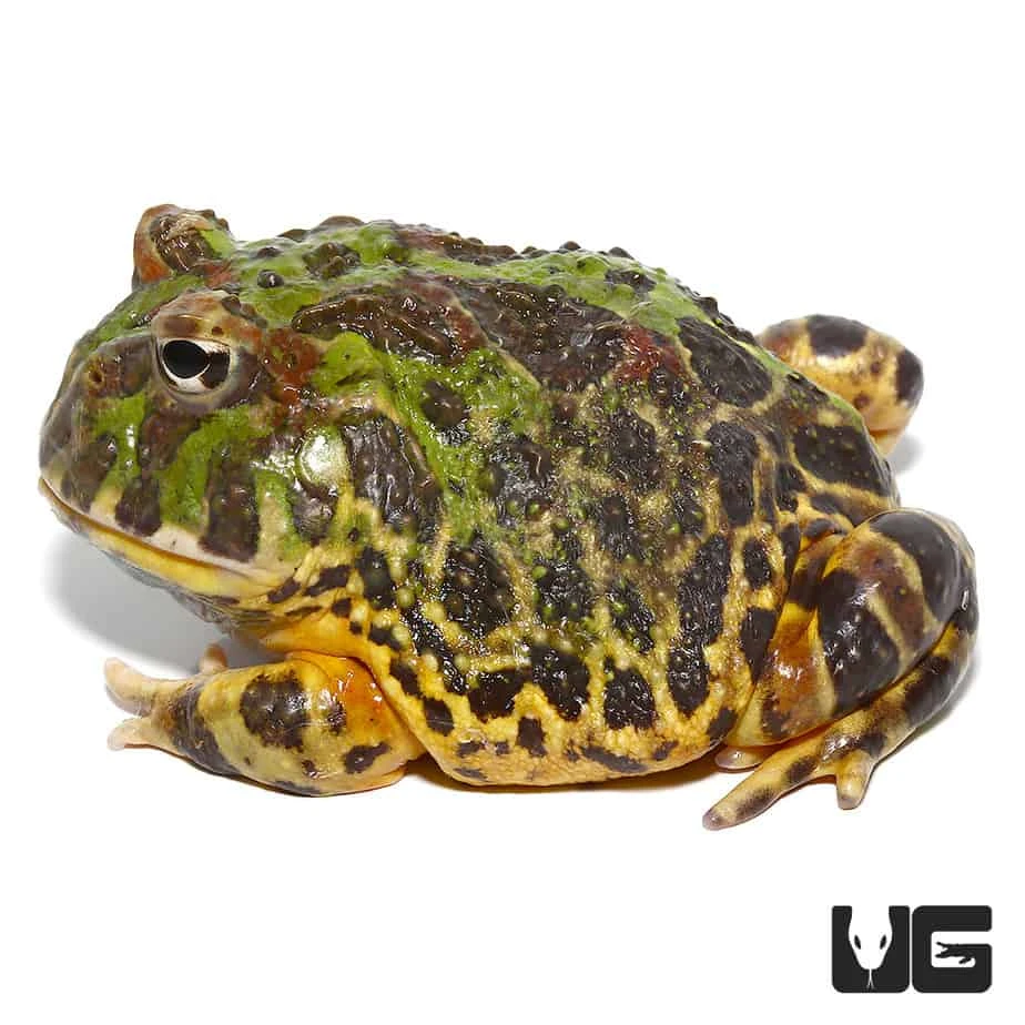 Adult Green Leopard Pacman Frog #2 - Image 3