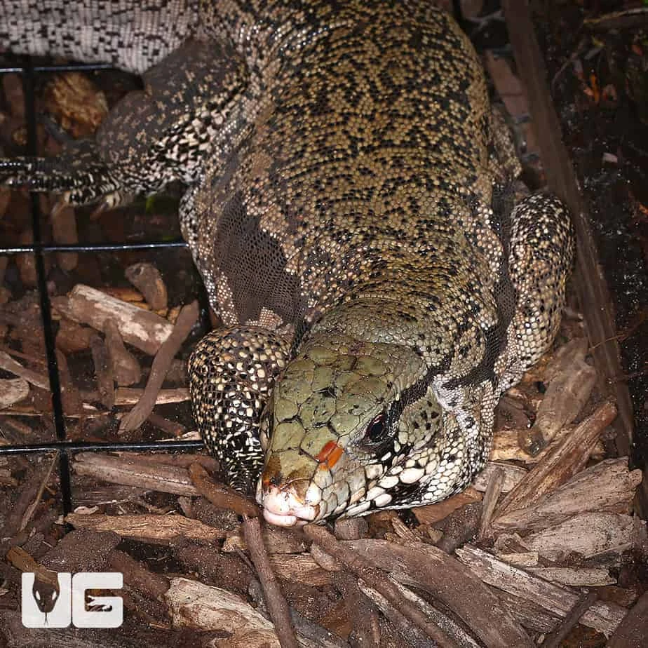 Adult Purple Tegu - Image 2