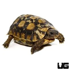 Northern Zombensis Hingeback Tortoise #2