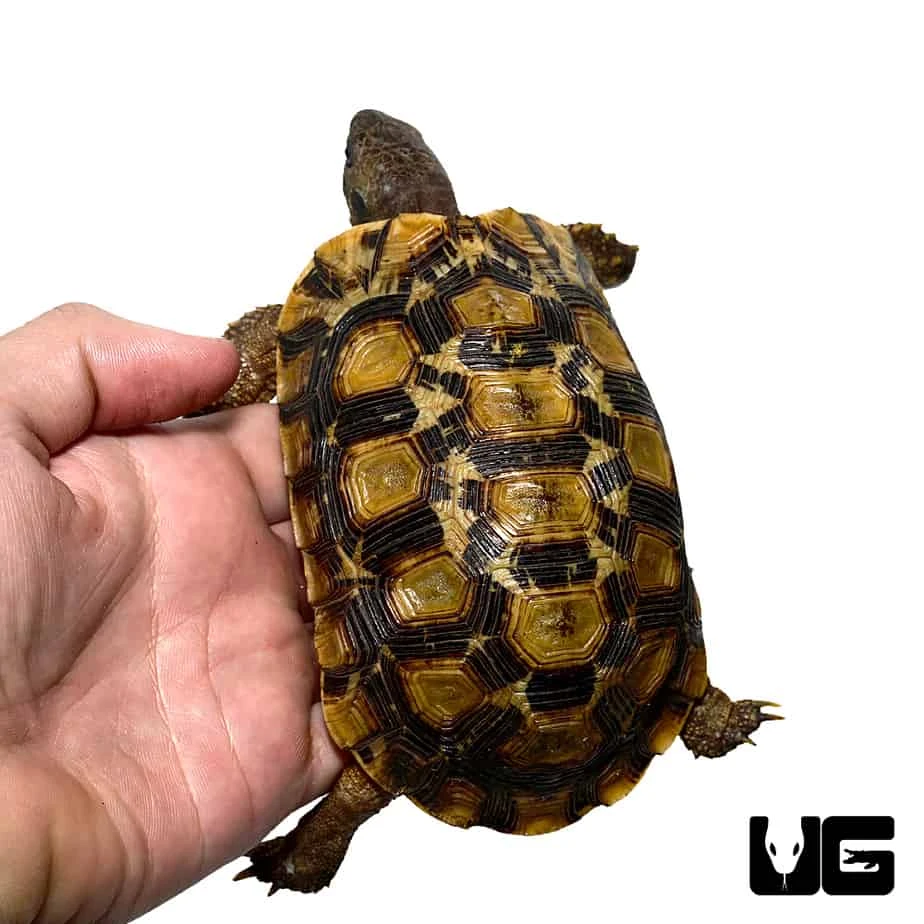 Northern Zombensis Hingeback Tortoise #2 - Image 3