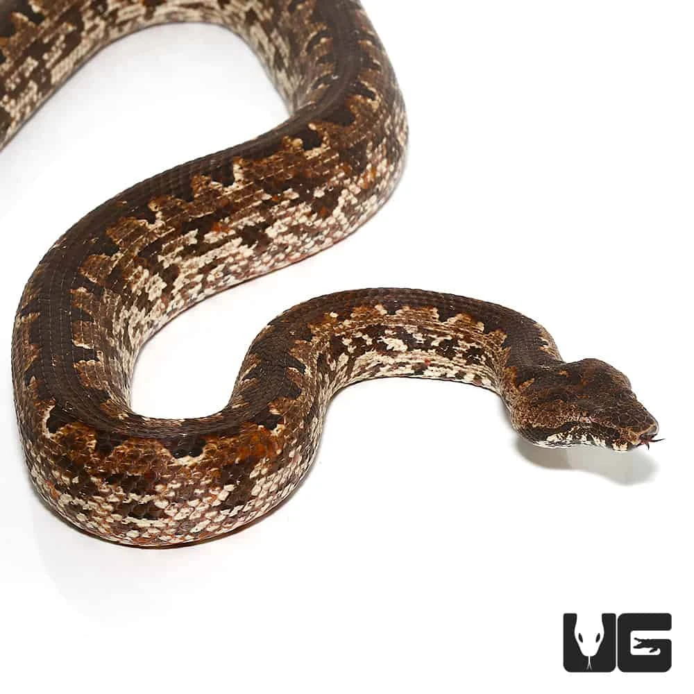 San Isabel Island Ground Boa