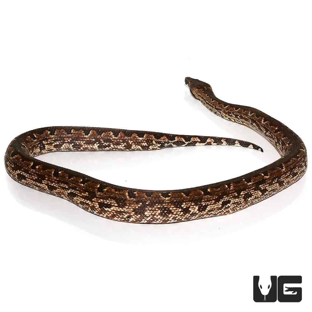 San Isabel Island Ground Boa - Image 2
