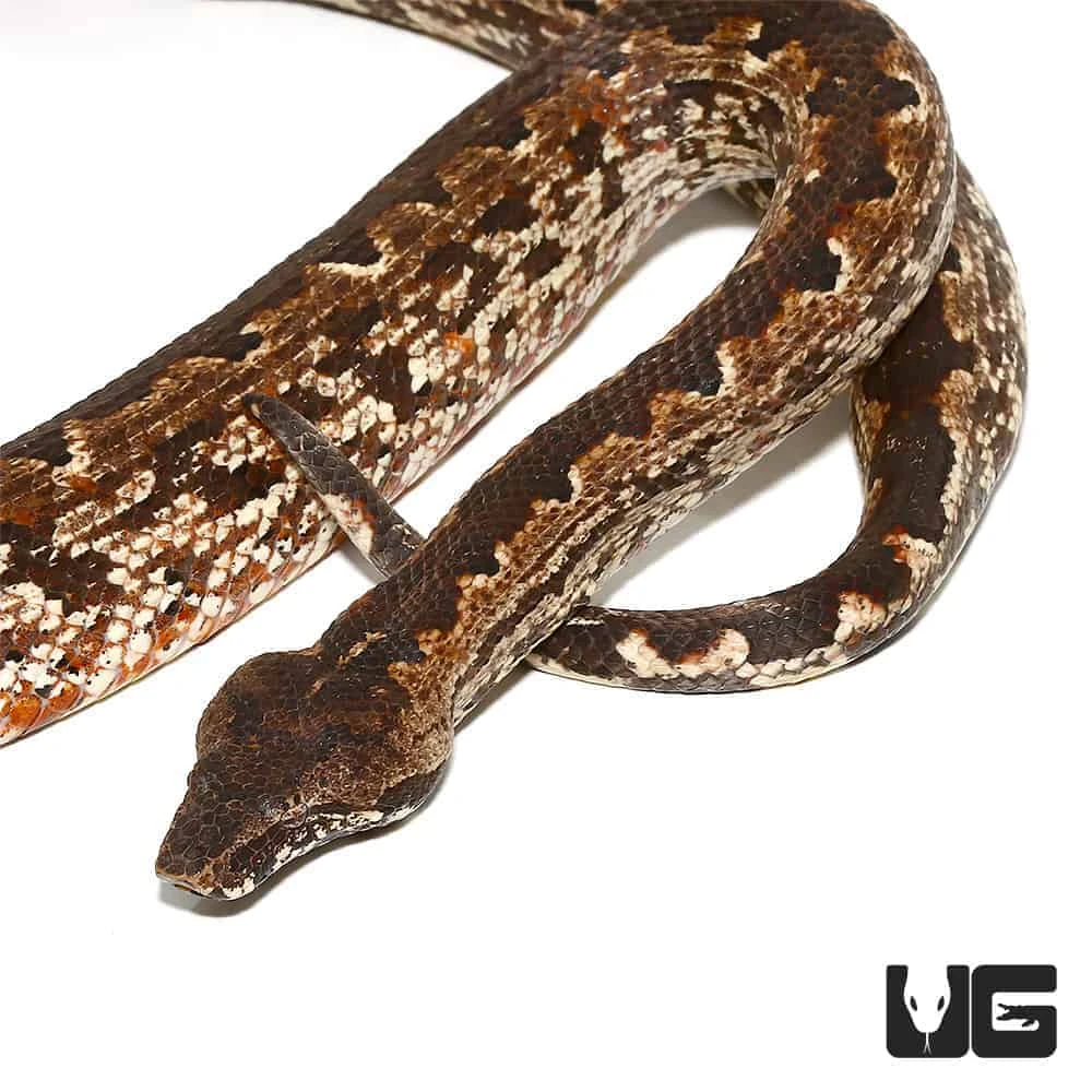 San Isabel Island Ground Boa - Image 3