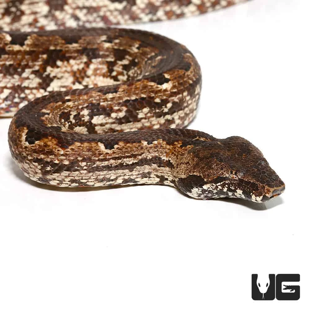 San Isabel Island Ground Boa - Image 4