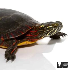 Sub-Adult Eastern Painted Turtle