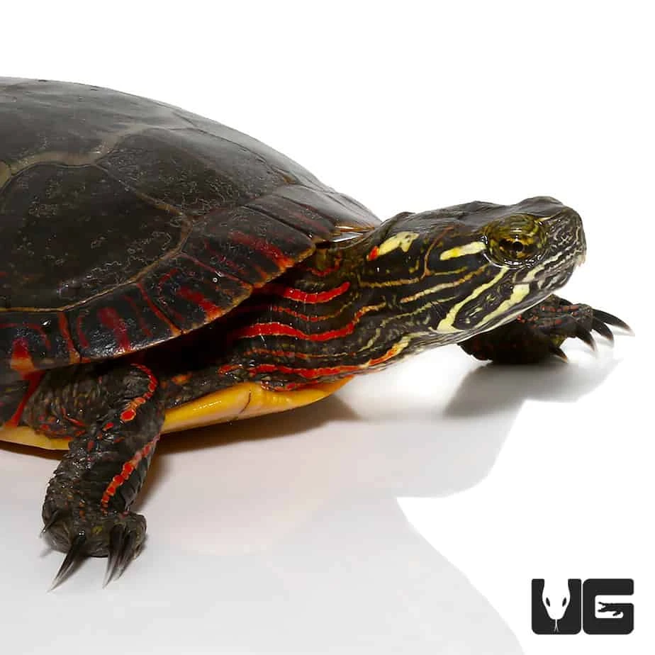 Sub-Adult Eastern Painted Turtle
