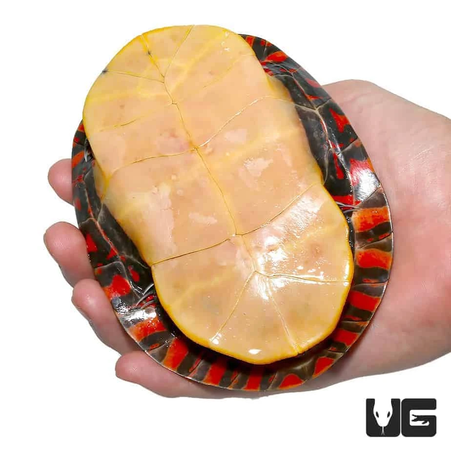 Sub-Adult Eastern Painted Turtle - Image 2