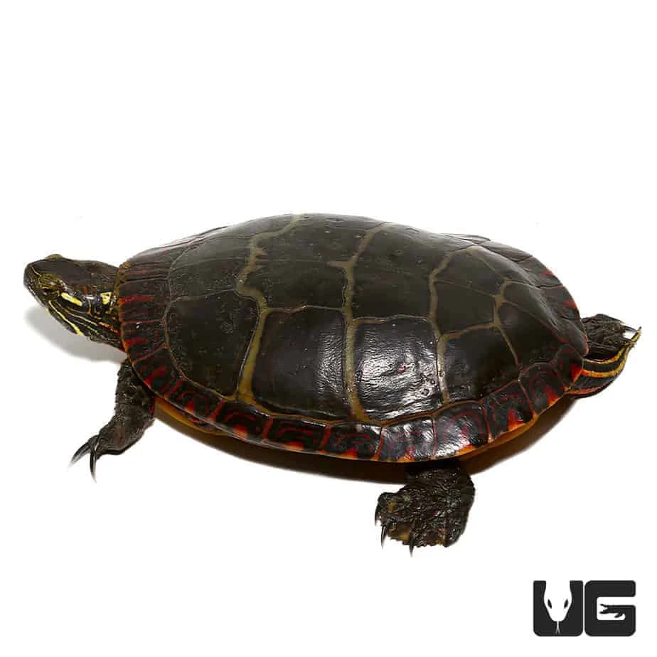 Sub-Adult Eastern Painted Turtle - Image 4