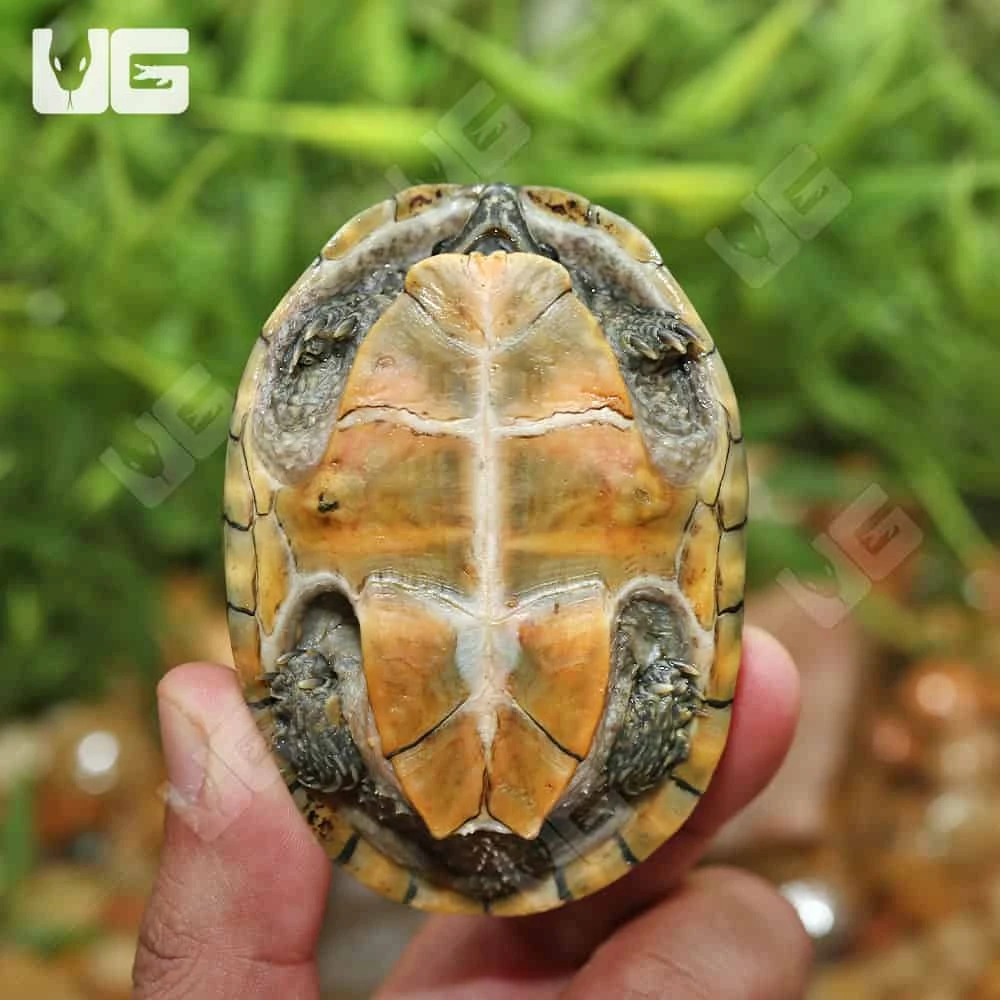 Sub-Adult Stinkpot Musk Turtle - Image 4