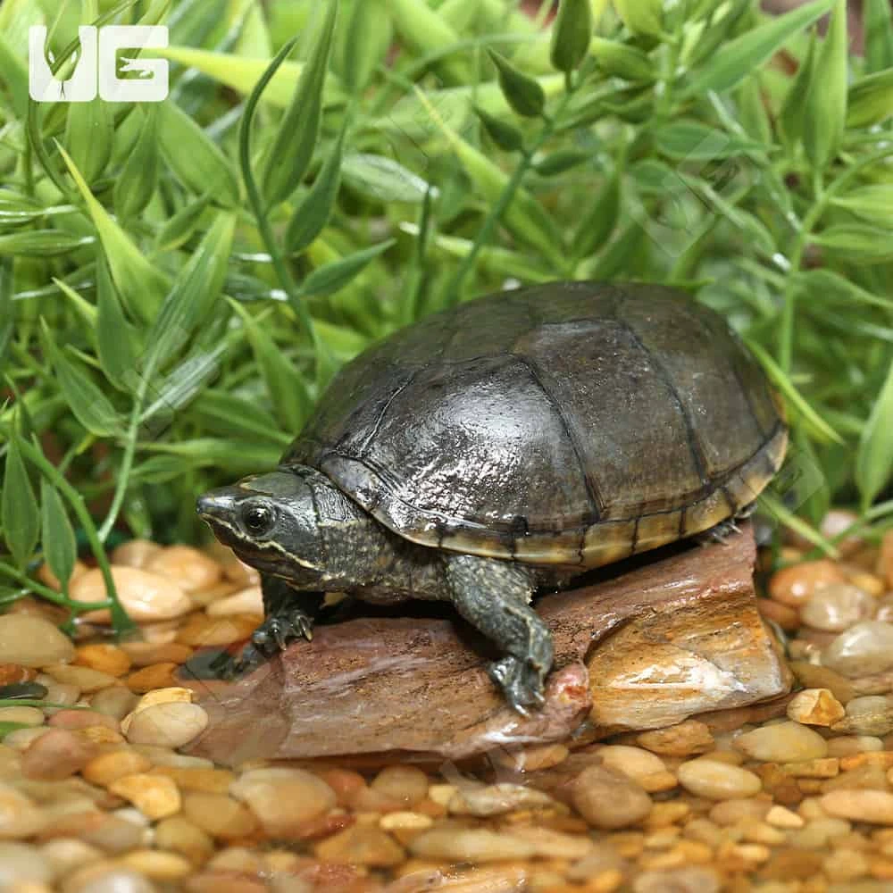 Sub-Adult Stinkpot Musk Turtle
