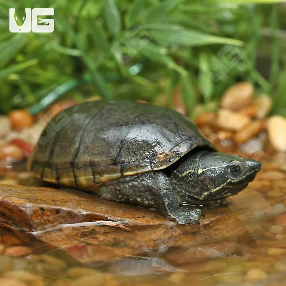 Sub-Adult Stinkpot Musk Turtle - Image 3