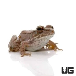 Wood Frog