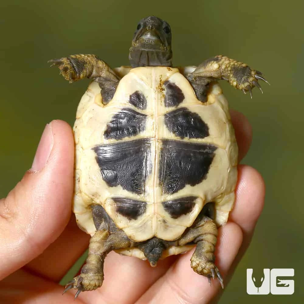 Baby Hermann’s Tortoise - Image 3
