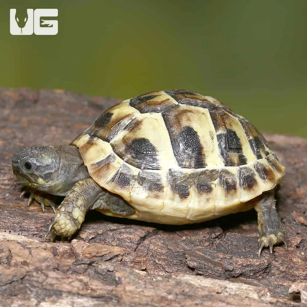 Baby Hermann’s Tortoise - Image 4