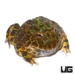 Adult Ornate Pacman Frog