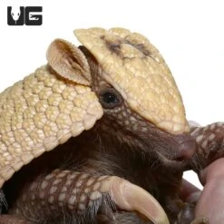 Baby Three Banded Armadillo