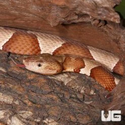 Broad Banded Copperhead Snake #3