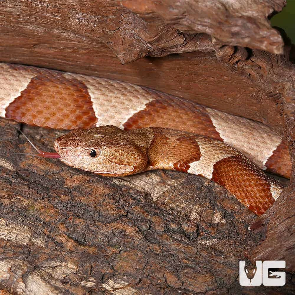 Broad Banded Copperhead Snake #3