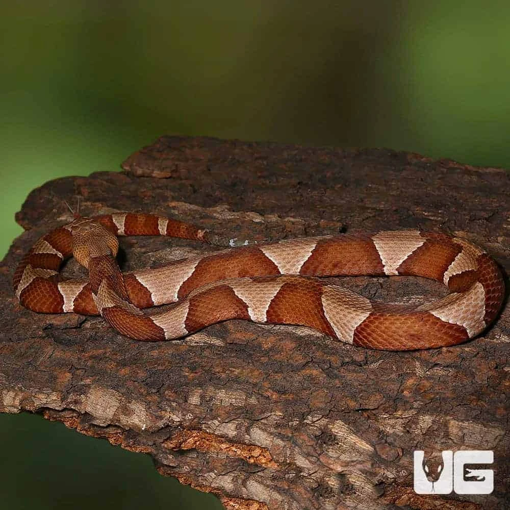 Broad Banded Copperhead Snake #3 - Image 3