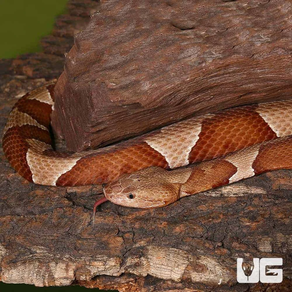 Broad Banded Copperhead Snake #3 - Image 4