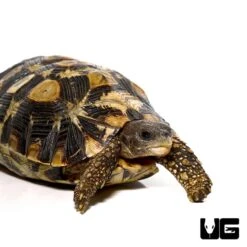 Northern Zombensis Hingeback Tortoise #3