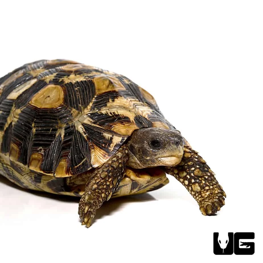 Northern Zombensis Hingeback Tortoise #3