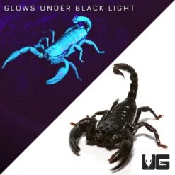 Minotaur Forest Scorpion Pair