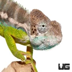 Verrucosus Chameleon