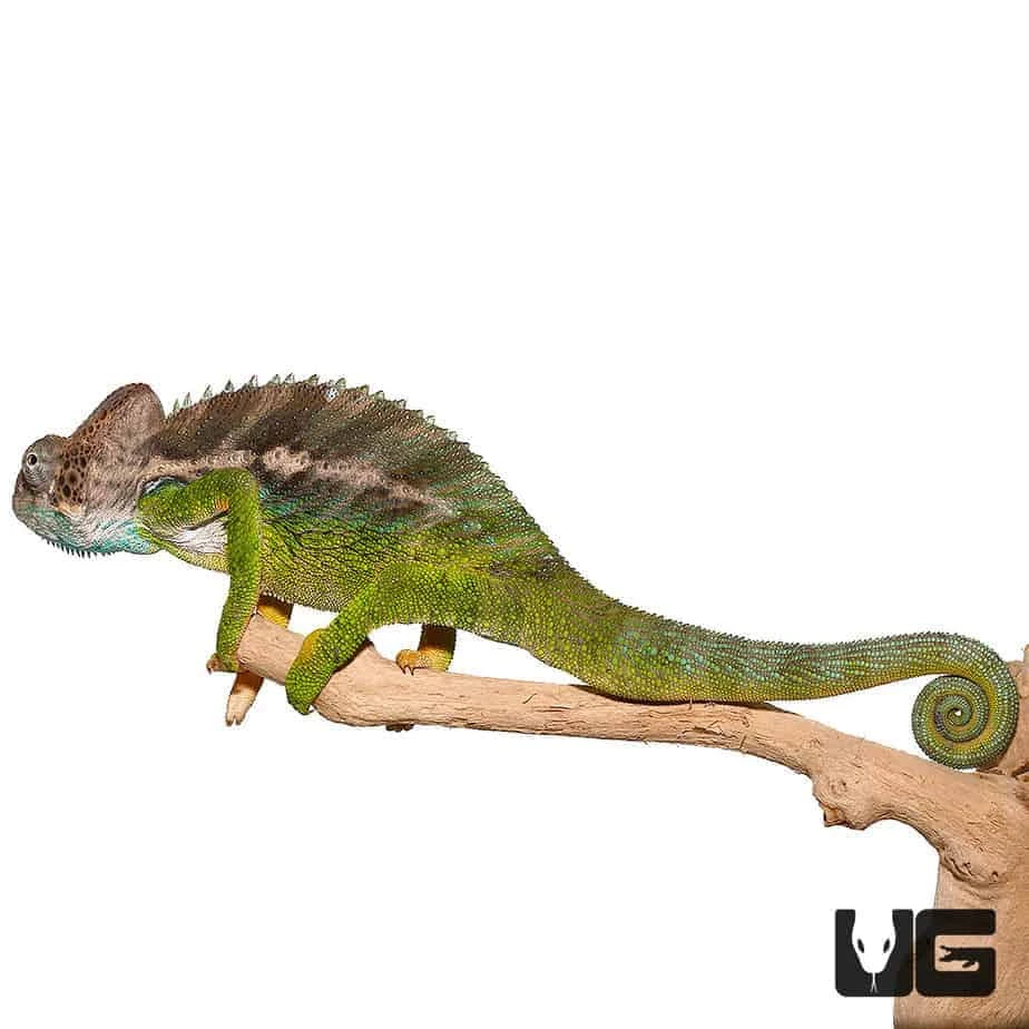 Verrucosus Chameleon - Image 2