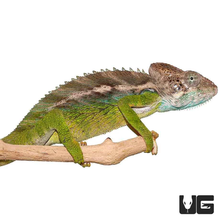 Verrucosus Chameleon - Image 3