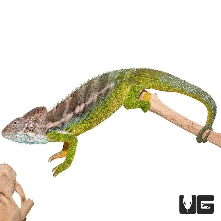 Verrucosus Chameleon - Image 4