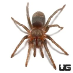 Sullana Velvet Tarantula (.25 – .75”)
