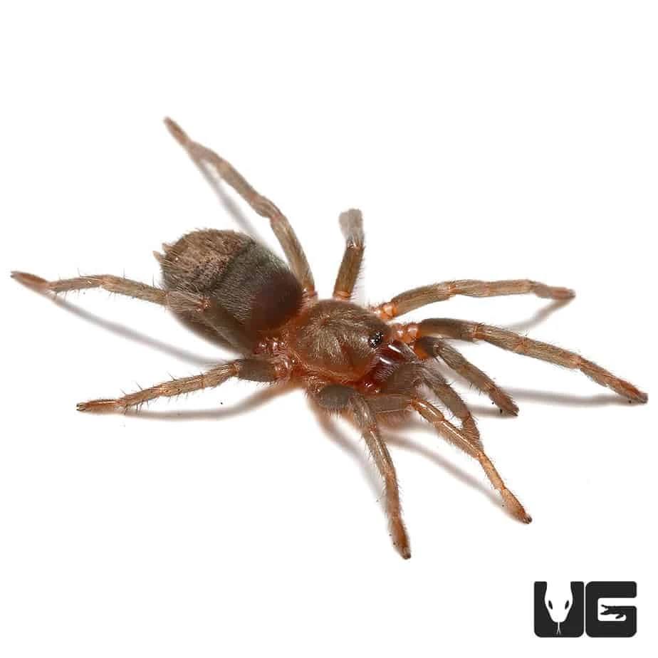 Sullana Velvet Tarantula (.25 β .75β) - Image 2