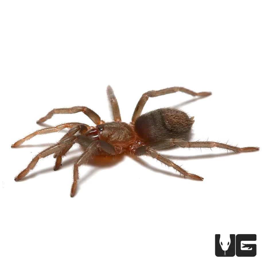 Sullana Velvet Tarantula (.25 β .75β) - Image 3