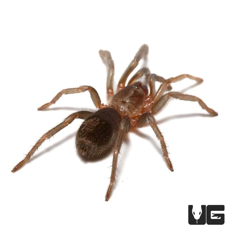 Sullana Velvet Tarantula (.25 β .75β) - Image 4